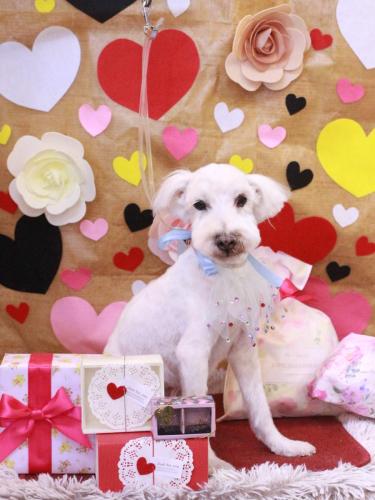 20230211まろんくん